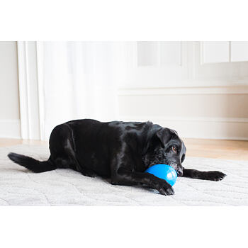 JW Mega Eggs Medium - blue